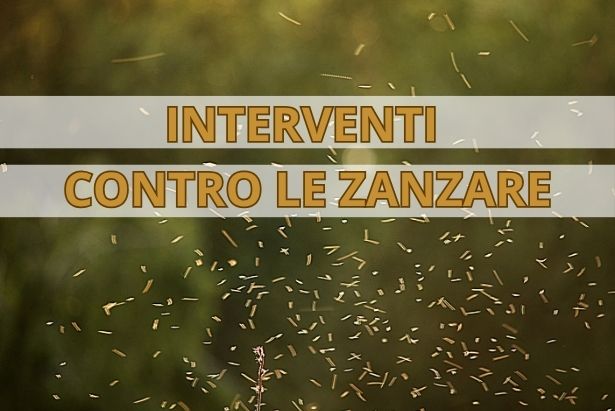 zanzare