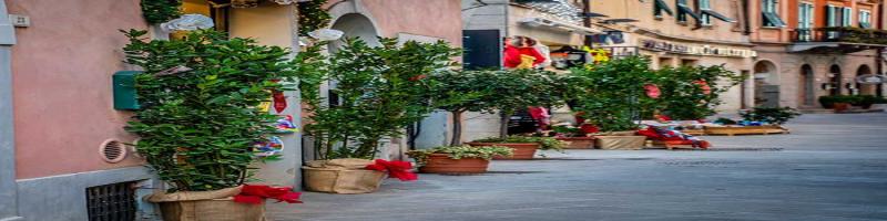 Da decorazione a siepe: la trasformazione di 112 piante di alloro