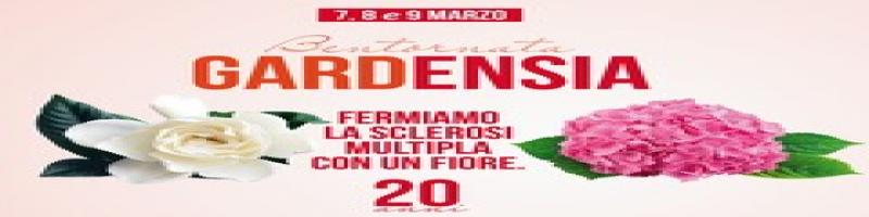 Le gardenie e le ortensie di AISM a Peccioli