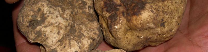 Tartufi, slitta a primavera la sessione per l’esame di abilitazione a “cercatore”
