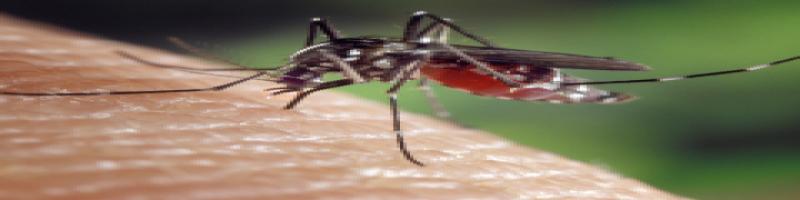 Prevenzione West Nile Virus