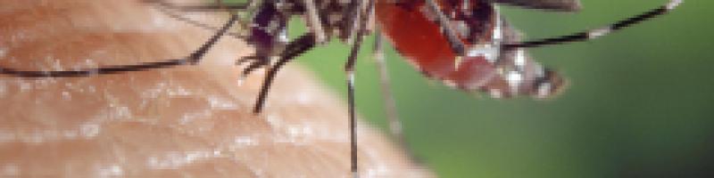 Prevenzione West Nile Virus